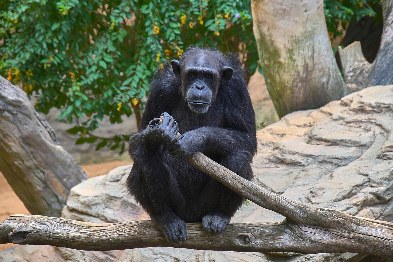 Evolutionary behavior